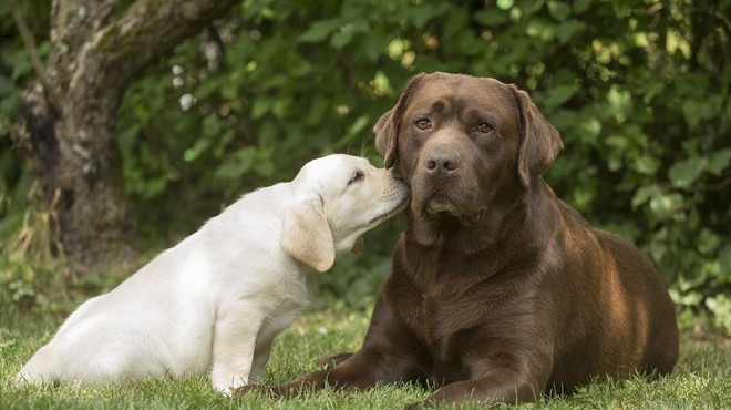 Zakaj imajo čokoladni labradorci krajšo življenjsko dobo kot pa zlati ali črni? (foto: Profimedia)