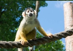 Jastreb poginil, dve opici izginili, leopard pa pobegnil – kaj se dogaja v živalskem vrtu?