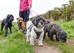 Osem psov do smrti obgrizlo svojo sprehajalko