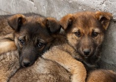 Nad Horjulom nekdo pustil 8 shiranih pasjih mladičkov – je kdo kaj videl?