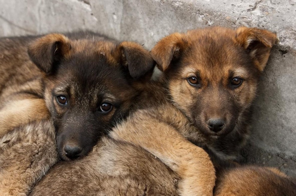 Fotografija je simbolična (foto: Profimedia)
