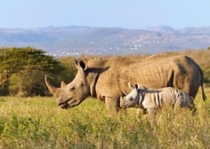 Divji lovci so lani ubili rekordno število ogroženih nosorogov