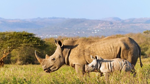 Divji lovci so lani ubili rekordno število ogroženih nosorogov
