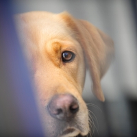 Skrbništvo bo določilo sodišče - tudi za psa