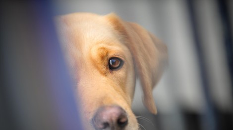 Skrbništvo bo določilo sodišče - tudi za psa