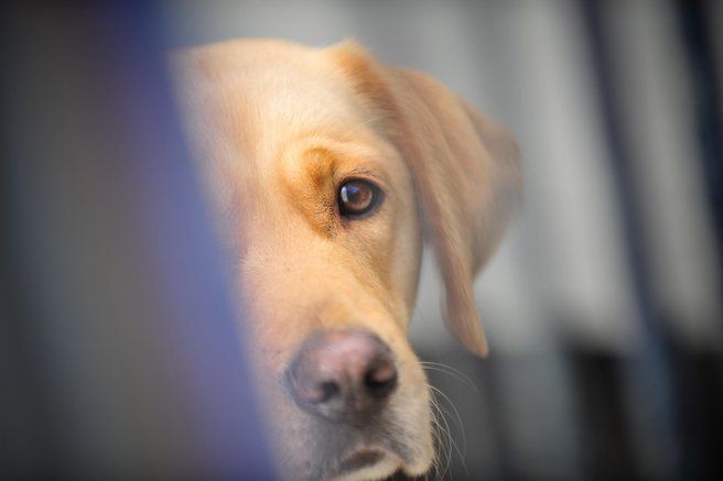 Skrbništvo bo določilo sodišče - tudi za psa