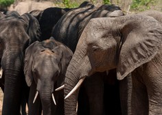 Neverjetno, kaj se zgodi, ko slonica poleže mladička (VIDEO)