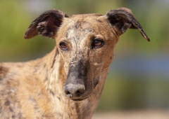 V teh dneh je v Španiji zavrženih, mučenih in pobitih na desettisoče galgov in podencov
