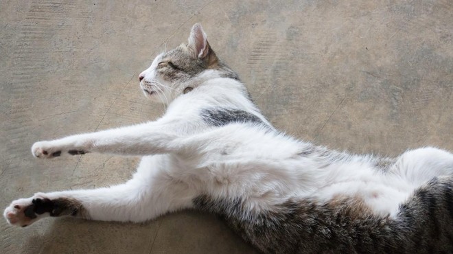 Položaji spanja: kako spi vaša mačka in kaj to pove o njenem počutju? (foto: Profimedia)