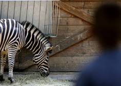 To zelo nalezljivo bolezen so potrdili tudi v ljubljanskem živalskem vrtu