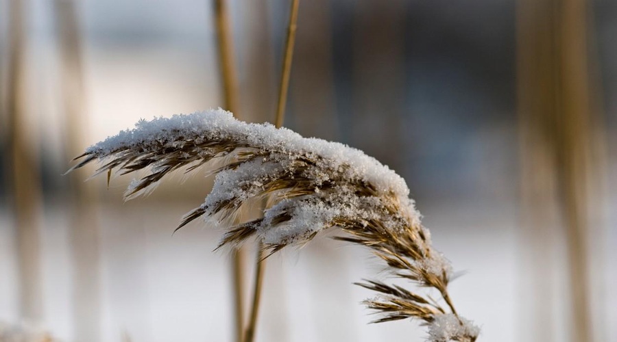 Pred nami so hladni dnevi, temperature bodo padle pod ledišče (foto: Profimedia)