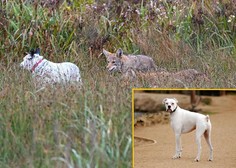 Zapuščeni pes osem mesecev živel s tropom kojotov, ki so ga sprejeli medse
