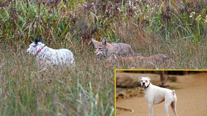 Zapuščeni pes osem mesecev živel s tropom kojotov, ki so ga sprejeli medse (foto: Profimedia/fotomontaža)