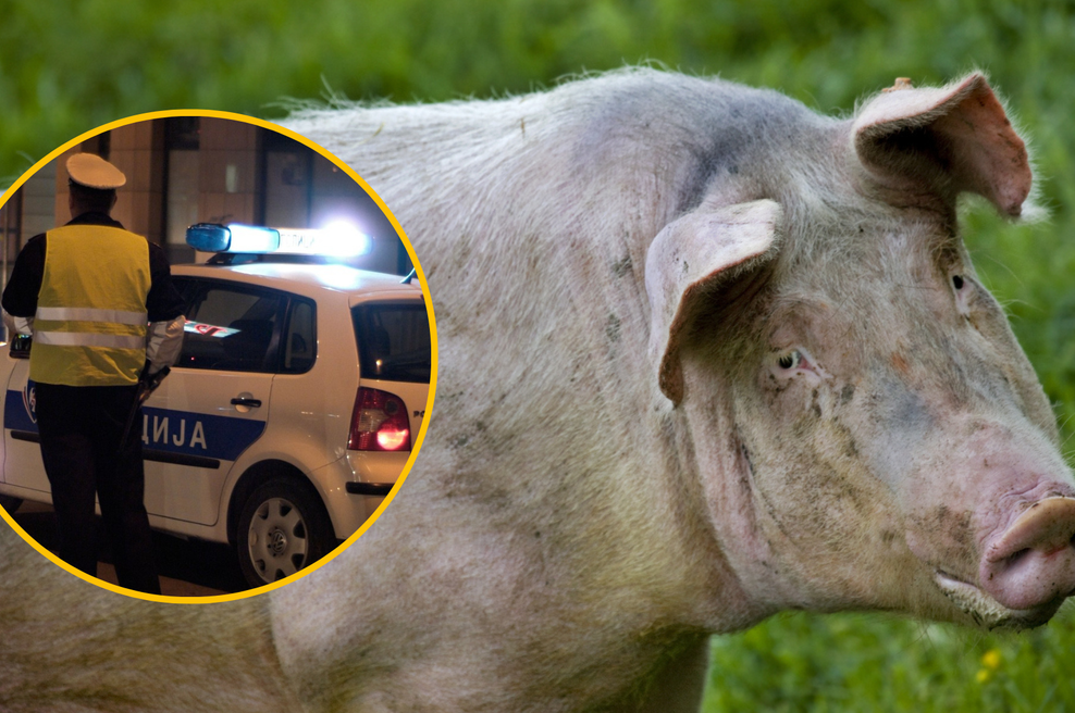 Trije bratje aretirani, ker so pretepli tatu, ki jim je kradel prašiče (foto: Profimedia/fotomontaža)
