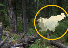(ZEMLJEVID) Ste vedeli, da je v Sloveniji 14 pragozdov?