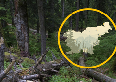 (ZEMLJEVID) Ste vedeli, da je v Sloveniji 14 pragozdov?