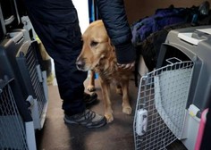 Na pomoč v Turčijo smo Slovenci poslali sedem reševalnih psov z vodniki
