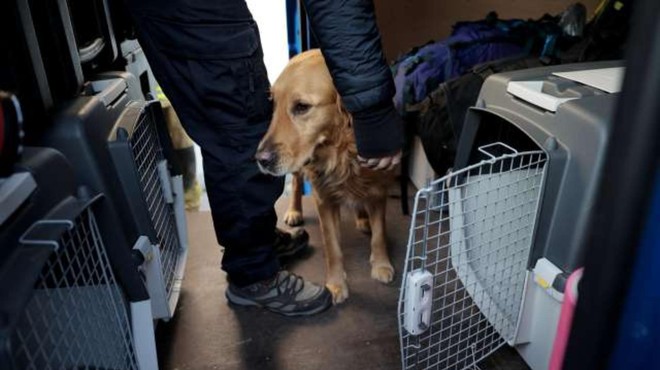 Na pomoč v Turčijo smo Slovenci poslali sedem reševalnih psov z vodniki (foto: Daniel Novakovič/STA)