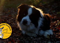 Ferrisovo p(r)oslavljanje ali kako so se pri Gradišnikih poslovili od družinskega člana