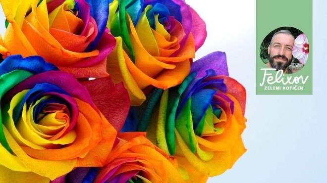 Kako lahko za valentinovo sami obarvate vrtnice v mavrične barve (foto: Profimedia/fotomontaža)