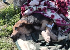 FOTO: Izpod ruševin so po 55 urah rešili psa