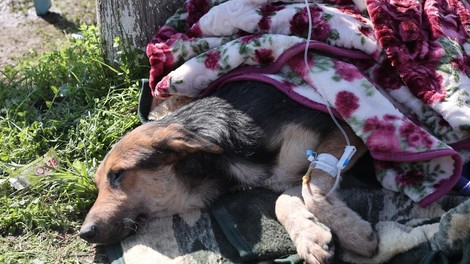 FOTO: Izpod ruševin so po 55 urah rešili psa