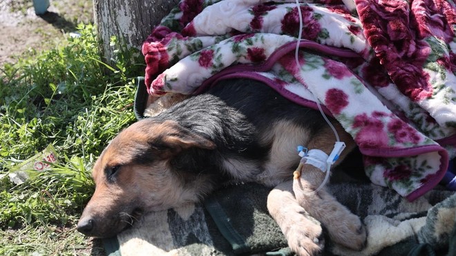 FOTO: Izpod ruševin so po 55 urah rešili psa (foto: Profimedia)