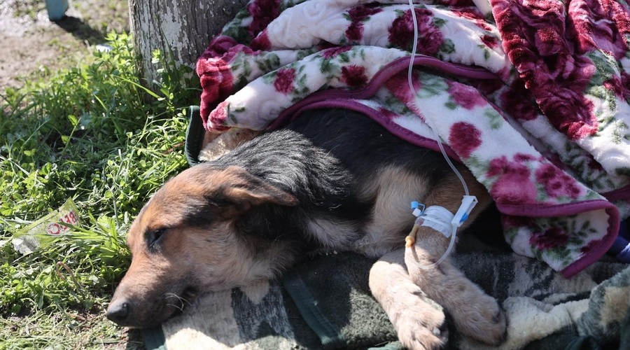FOTO: Izpod ruševin so po 55 urah rešili psa (foto: Profimedia)