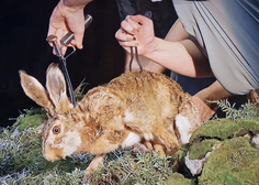 Nagačen zajec na Prešernovi proslavi: oglasil se je režiser in pojasnil njegovo ozadje