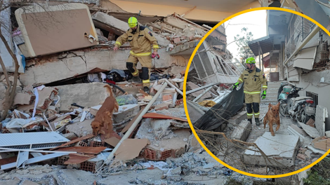 Slovenski heroji požrtvovalno v Turčiji: psi so že zaznali življenja pod ruševinami (FOTO)