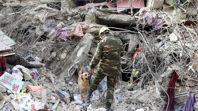 Vrnitev slovenskih štirinožnih herojev iz Turčije: več psov je dokaj resno poškodovanih (foto: Profimedia)