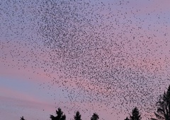 'Naravni spektakel', ki so ga ptice uprizorile pod Menino planino (VIDEO)