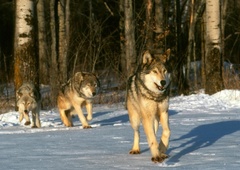 Prebivalci v strahu pred volkovi: v tem delu Slovenije so prišli do vasi