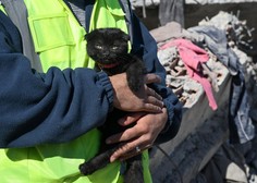Reševalcem vrnila upanje: 178 ur po potresu iz ruševin potegnili živo mačko (VIDEO)