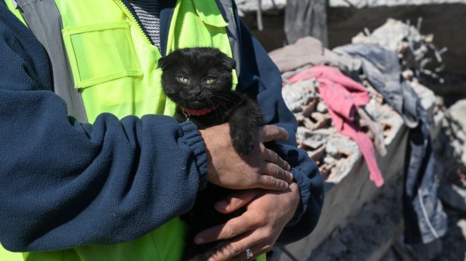 Reševalcem vrnila upanje: 178 ur po potresu iz ruševin potegnili živo mačko (VIDEO) (foto: Profimedia)