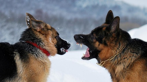 Pozor, hud pes: tukaj je 10 najbolj agresivnih pasem, seznam vas bo presenetil
