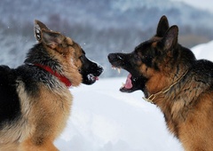 Pozor, hud pes: tukaj je 10 najbolj agresivnih pasem, seznam vas bo presenetil