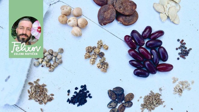 Ali veste, da obstaja več tipov semen? Za vas imamo razlago, katere vrste semen obstajajo (foto: Srečko Blas)
