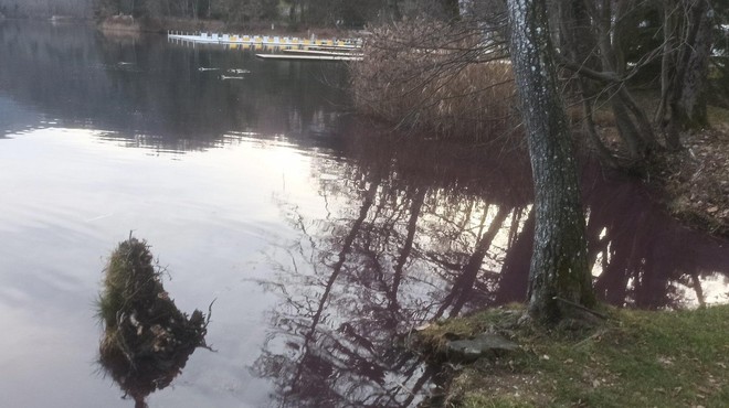 Kaj se dogaja na Blejskem jezeru? Voda ni več modre barve, oglasilo se je ministrstvo (poziv vsem Slovencem) (foto: Twitter/RobertSifrer)