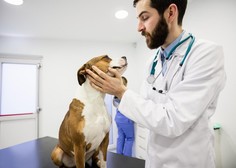 Kdaj prehlad pri psu zahteva nujen obisk veterinarja?
