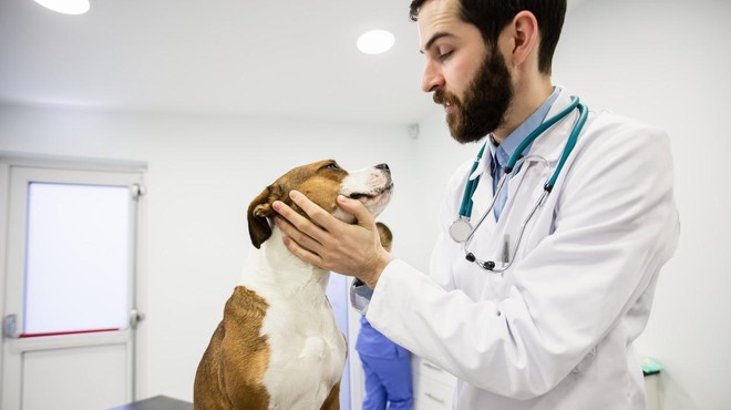 Kdaj prehlad pri psu zahteva nujen obisk veterinarja? (foto: Profimedia)