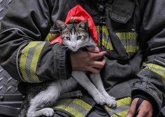 Neverjetna zgodba bele mačke: moški jo je rešil izpod ruševin, njena hvaležnost je osupljiva (VIDEO)
