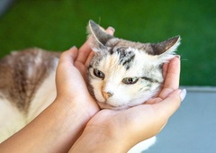 Na ta način boste natančno izvedeli, koliko je stara vaša mačka