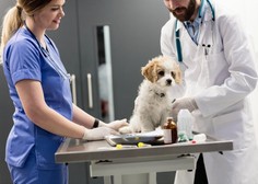 Prehitra sterilizacija psičke ima lahko usodne posledice
