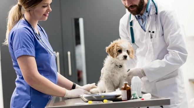 Prehitra sterilizacija psičke ima lahko usodne posledice (foto: Profimedia)