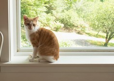 Neverjetna vrnitev izginulega mačka: Srečkovo presenetljivo potovanje 60 km stran od doma!