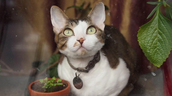 Vabljiva past: poznate eno največjih pomladnih nevarnosti za mačke? (foto: Profimedia)
