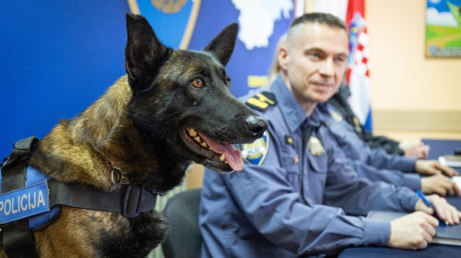 FOTO: Spoznajte psa Dona, glavno zvezdo uspešno zaključene policijske preiskave (foto: Davor Javorovic/Pixsell/Bobo)