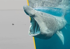 Ogromen morski pes v bližini Pulja: ribiče pozvali, naj se mu ne približujejo (VIDEO)