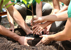 Na Zvezi prijateljev mladine Slovenije bodo zasadili čisto svoj gozd: poglejte, kje se bo skrival